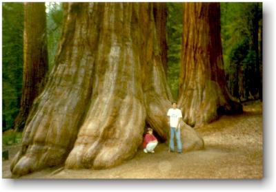 Sheldon & Stens at the Redwoods!