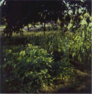 Our Vegetable Garden on La Riviera Drive