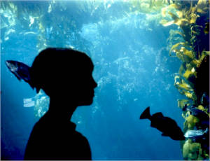 Stens at the Monterey Bay Aquarium