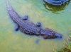 The Colorado Alligator Farm