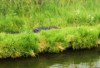 The Colorado Alligator Farm