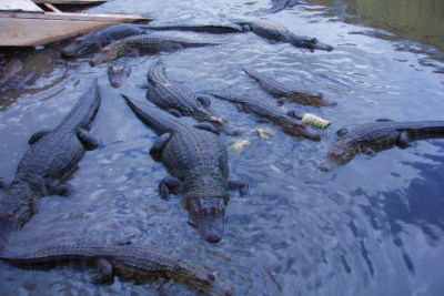 The Colorado Alligator Farm