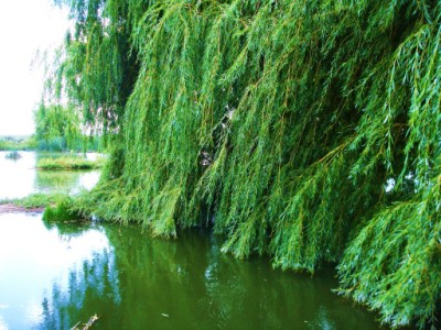 The Colorado Alligator Farm