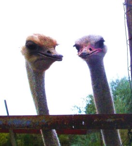 Ostriches at The Colorado Alligator Farm